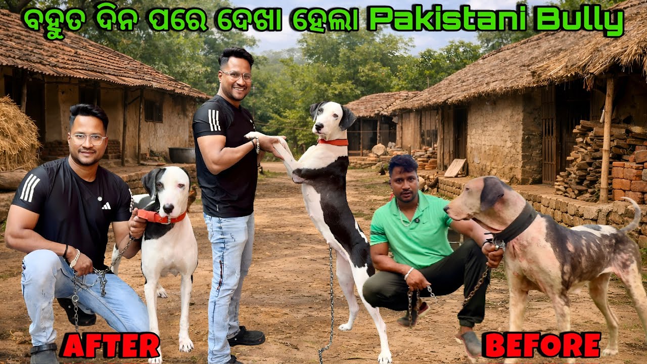 ବହୁତ ଦିନ ପରେ ଦେଖା ହେଲା Pakistani Bully ସହ... ଆସନ୍ତୁ ଜାଣିବା ସେ କେମିତି ଅଛି 😍