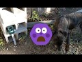 Anglink: Ultrasonic Solar Powered Animal Repeller,