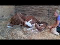 WATCH A PONY BEING BORN!