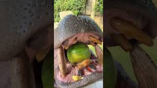 Qi Genin Yüksek Güçlü Meyve Sıkacağı, Meyve Suyu Üretimi Açısından Son Derece Verimlidir. Ejderha