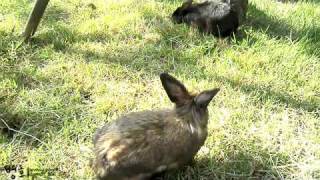 videoMVI 1554