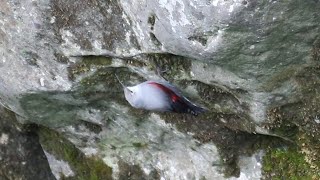 Picchio Muraiolo, una farfalla di roccia - Wall Creeper, a rock butterfly (Tichodroma muraria)