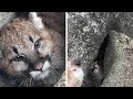 Outfitter finds 2 mountain lion cubs while tracking cat seen in homestake pass