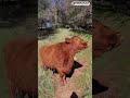 The Most Stunning Cow