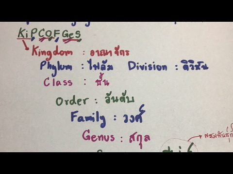 วีดีโอ: หมวดหมู่อนุกรมวิธานที่สำคัญคืออะไร?