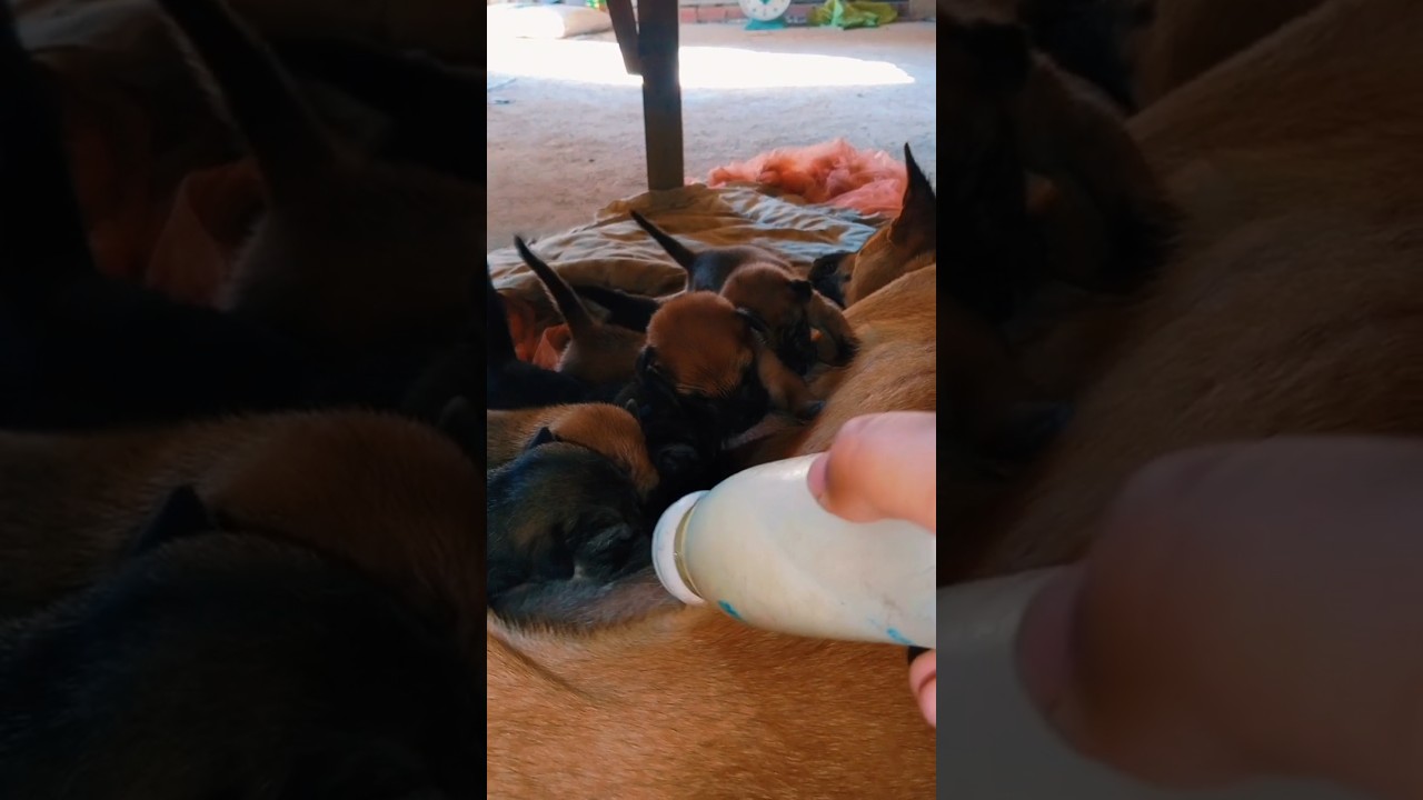 The mother doesn't have enough milk for her puppies if she's not full. 