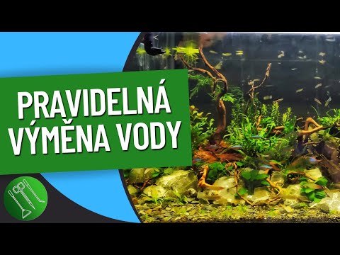 Video: Jak získat důvěru nově násilného koně