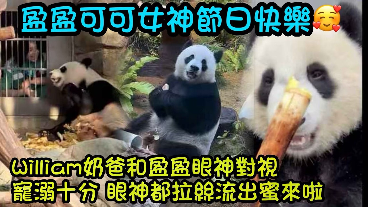 3月8日 國際婦女節祝家姐、盈盈、可可女生節快樂，希望家姐越來越靚，應用健康快樂，可可少一些打滾 #大熊貓加加得得 #香港大熊貓  #大熊貓家姐細佬