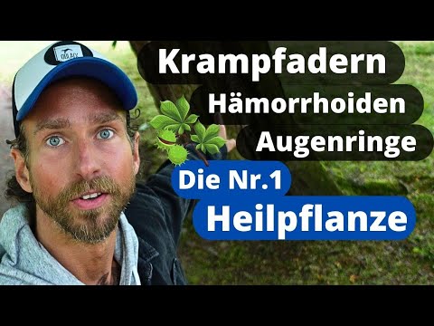 Krampfadern und Hämorrhoiden adé: Die beste Heilpflanze gegen Venenschwäche