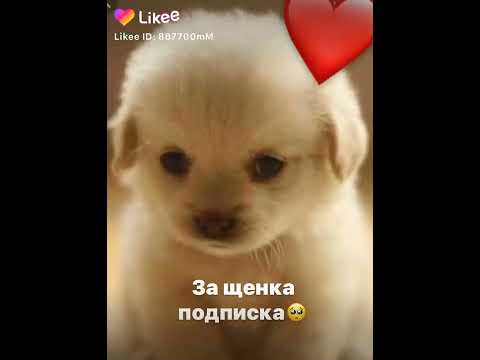 Миляшки - YouTube