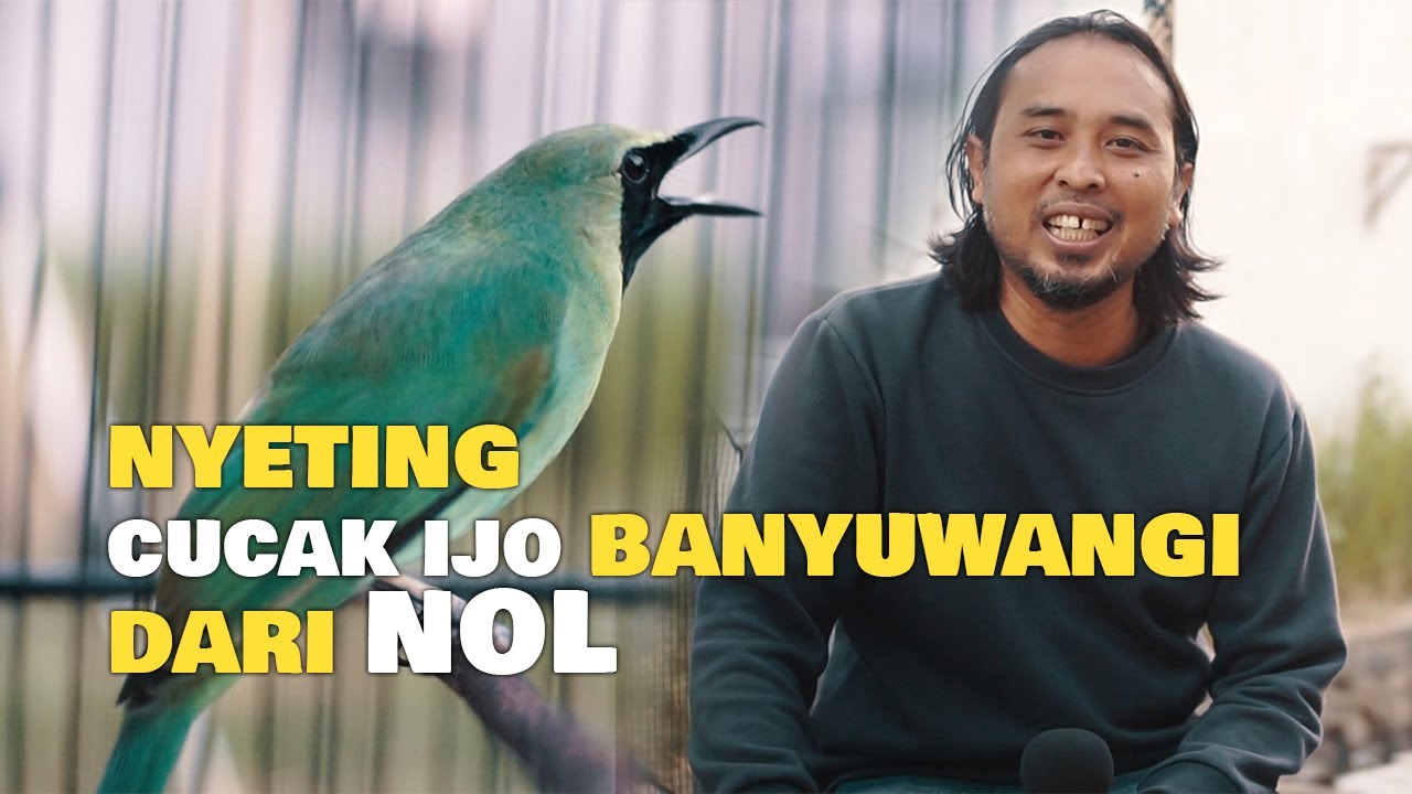 NYETING CUCAK IJO BANYUWANGI DARI NOL 