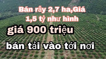 #3. Bán rẫy cà phê 2,8 ha ,bán tải vào tới nơi [ Tân Thành-Krong Nô].