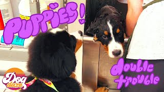 Two Bernese Puppies Get Their FIRST Groom!