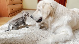 Poor Golden Retriever Attacked by Funny Tiny Kitten