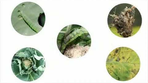 CABBAGE - PART 6 - Plant Protection / Pests and Dieases