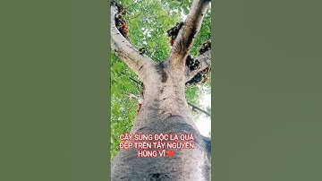 CÂY SUNG RỪNG ĐỘC LẠ QUÁ ĐẸP TRÊN TÂY NGUYÊN HÙNG VĨ