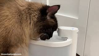 Smart Pet Fountain by Uahpet by Three Chatty Cats 200 views 7 months ago 23 seconds