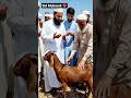 Dua For Qurbani ❤ #amazingwold360 #allah #shirtsvideo #shorts