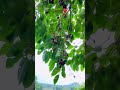 mosam Jamun ka #song