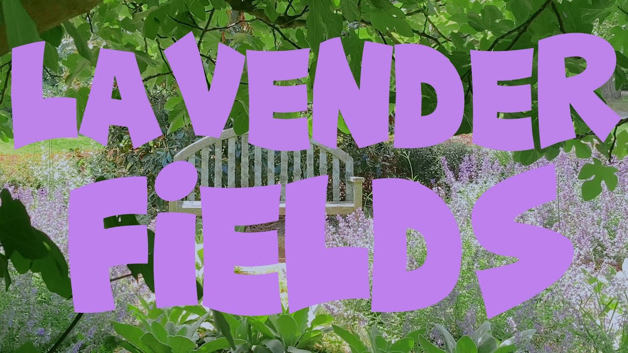 Lavender Fields | A Short Film