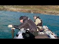 Прошлый сезон рыбалки кратко ....Fishing in Atlantic