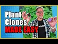 Knowing These Three Tips Will Make You a Cannabis Cloning Master