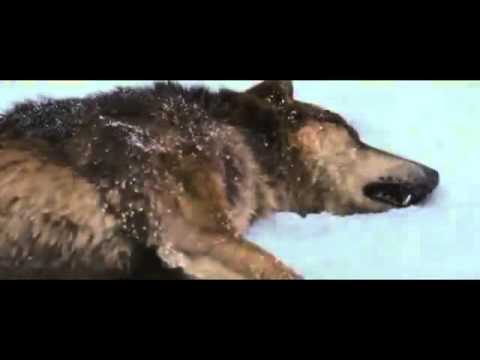 Кадр из фильма «Сумерки. Сага. Рассвет: Часть 2»