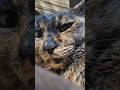 ドアップ実家猫