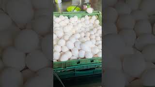 Download Lagu Big hand-rolled scallion pancake! Taiwan’s savory breakfast gem! MP3