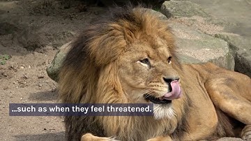 Top 10 Most Dangerous Apex Predators in the World