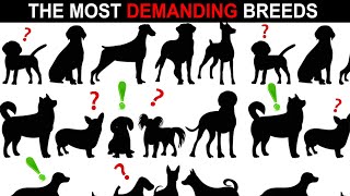 Don't get these dog breeds until you watch this video! by Tip Top 387 views 2 months ago 9 minutes, 19 seconds