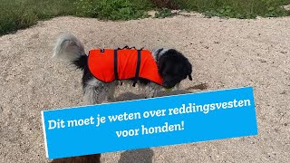 Dit Moet Je Weten Over Reddingsvesten Voor Honden
