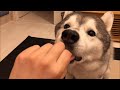 ミイラくんを使っておやつに攻め入るシベリアンハスキー
