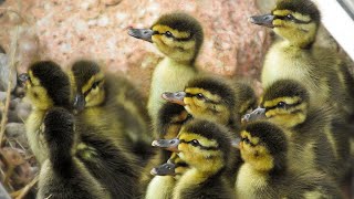 Ducklings Hatched! May 15 & 16, 2017