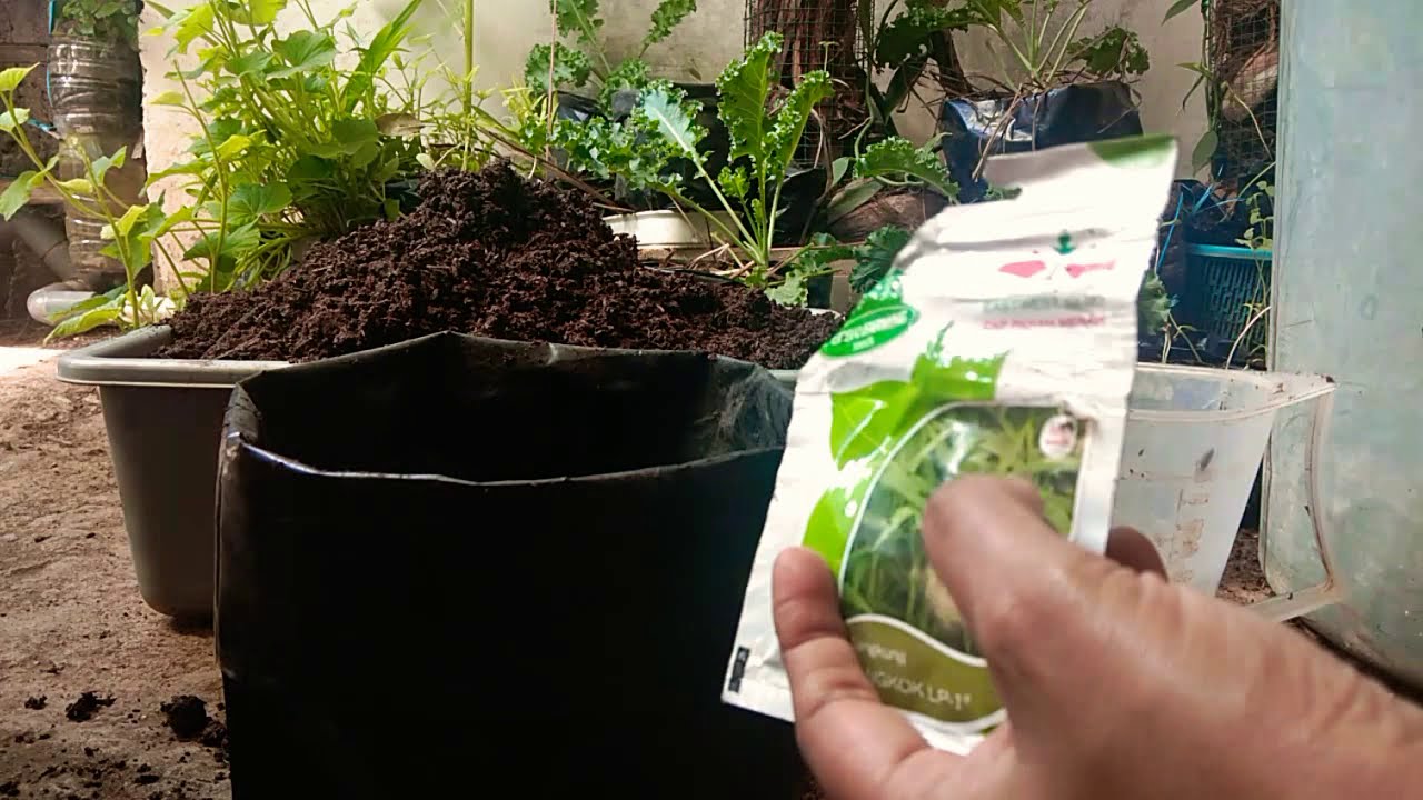 Cara mudah menanam sayur kangkung organik 