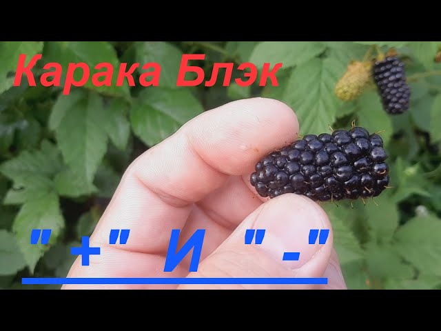 Особенности подкормки в течение сезона