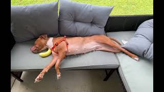 Katarina loves to sleep on an outside couch