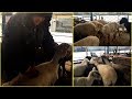 КОЙ БАГУУ СЕМИРТҮҮ ЖОЛДОРУ 👉🐏🐑 // МАЛ БАЗАР СТАРЫЙ ТОЛЧОК