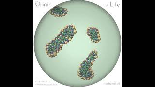Particle-Life/Lenia simulation of Life