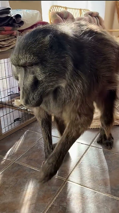 Cindy the Baboon letting of some gas 🤣💨🐵  #baboon #funnyanimals #wildlife #farmlife