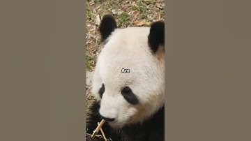 Giant Panda VS Red Panda!who are you rooting for?#animals #panda #showdown