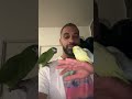 Yousstropico 5 perroquets conure ara toui cleste