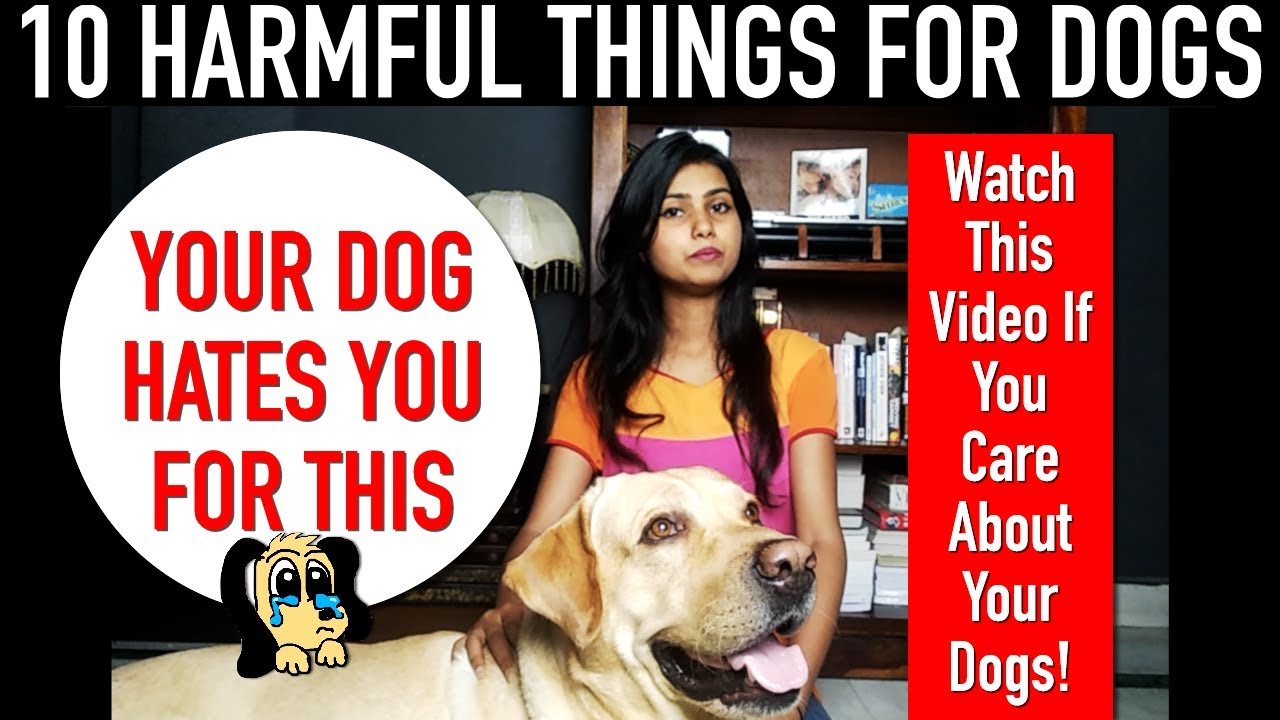 10 Harmful Things That Hurt Your Dog Your Dog Hates You For This
