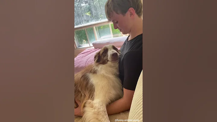 When your dog only has eyes for your boyfriend.#dog #doglover #funny #funnyvideos #foryou #fypage