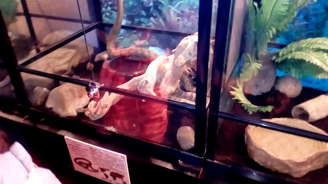 Я в зоопарке - YouTube