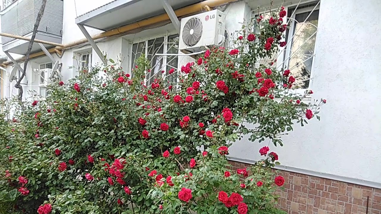 Купить розы во владимире. Грузия   фото розы во дворе  крупно. Фото розы во дворе Дагестан крупно. Фото розы во дворе Республика Дагестан крупно.