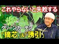【運命の分かれ目】グリーンカーテンの「摘芯」と「誘引」の方法（家庭菜園）