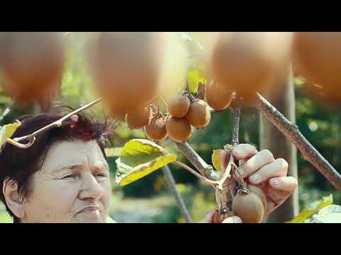 „გურიის ხიბლი''/''Charm of Guria''