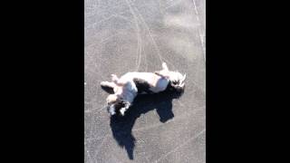 Pekingese / Shih Tzu break dancing
