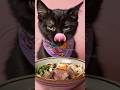 This Kitten’s Reaction to Ramen Will Make You MAD 🐾😂 #kitten #ramen #asmreating